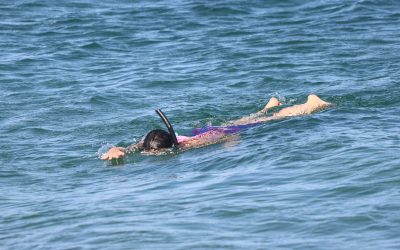 Viernes 11 de la Semana de la Posidonia: remar sobre vida, bucear entre raíces